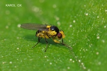 Liriomyza pusilla (2)